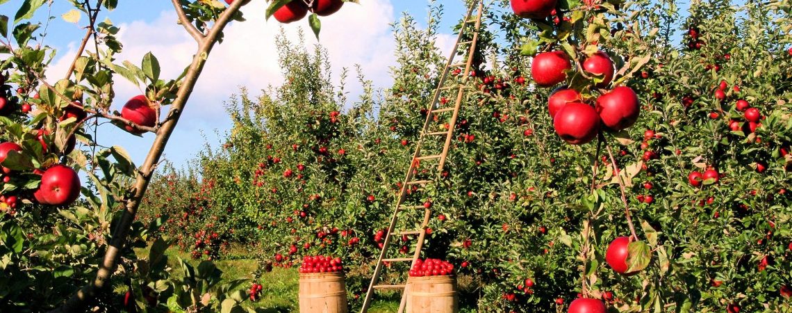 Área Agrícola – Plano De Abertura De Novos Concursos